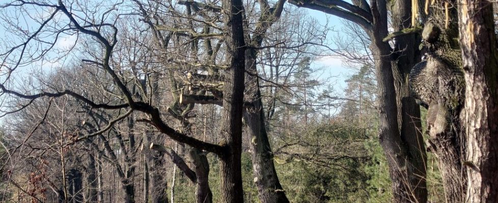 Zdjęcie pokazuje Aleję Dębową w Górkach Śląskich "nadgryzioną" przez ulepszaczy przyrody - najwyraźniej na wniosek mieszkańców pobliskiego domostwa